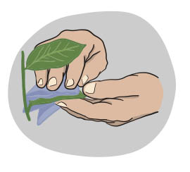 little-green-thumbs-indoor-common-pests5.jpg