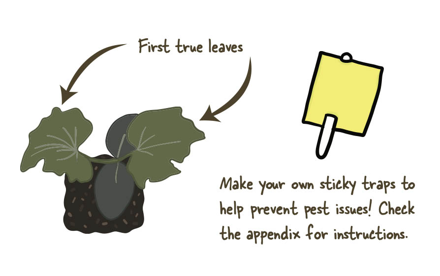little-green-thumbs-indoor-growing-first-leaves.jpg