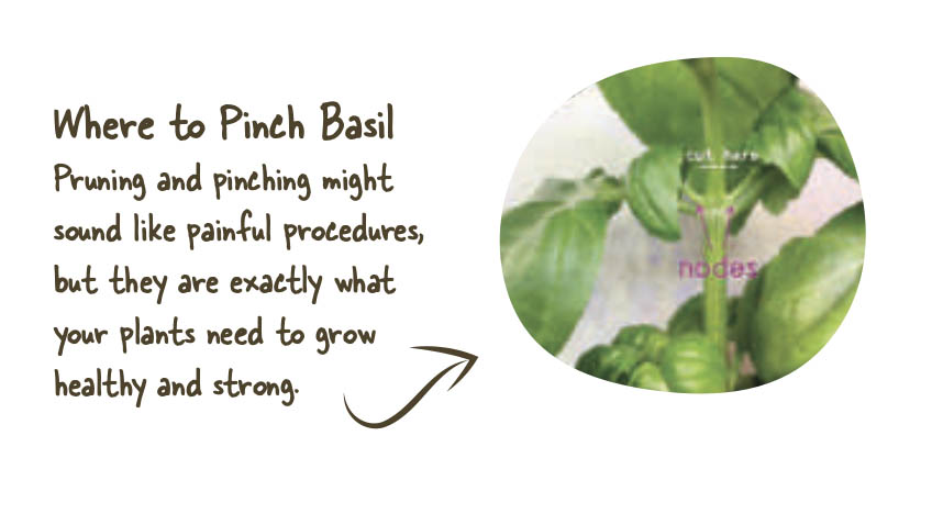 little-green-thumbs-indoor-growing-pinching.jpg