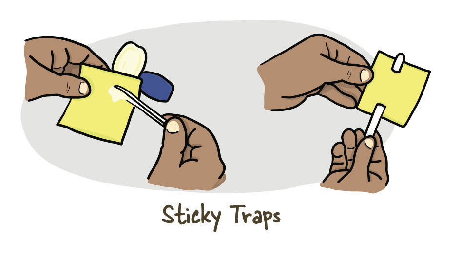 little-green-thumbs-indoor-growing-sticky-traps.jpg