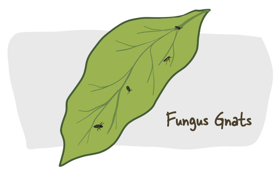 little-green-thumbs-indoor-growing-troubleshooting3.jpg