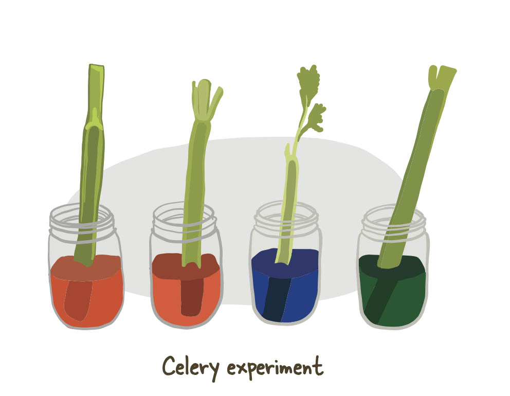 little-green-thumbs-kids-gardening-celery.jpg