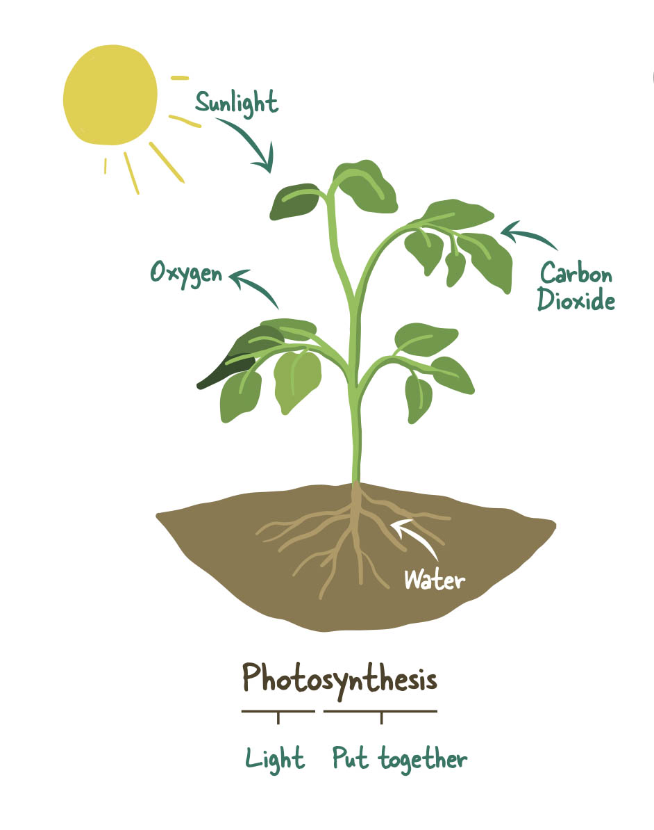 little-green-thumbs-kids-gardening-photosynthesis.jpg