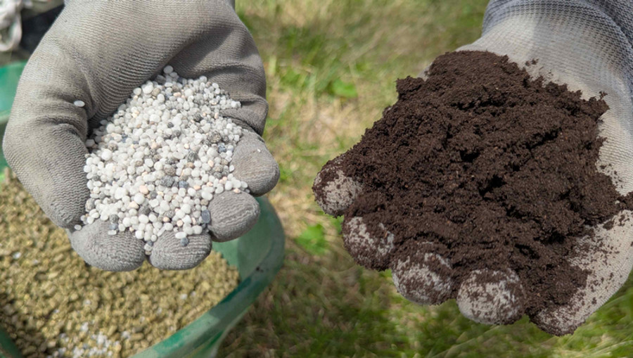 Gloved hands holding a prilled synthetic lawn fertilizer and dark brown organic worm castings.  