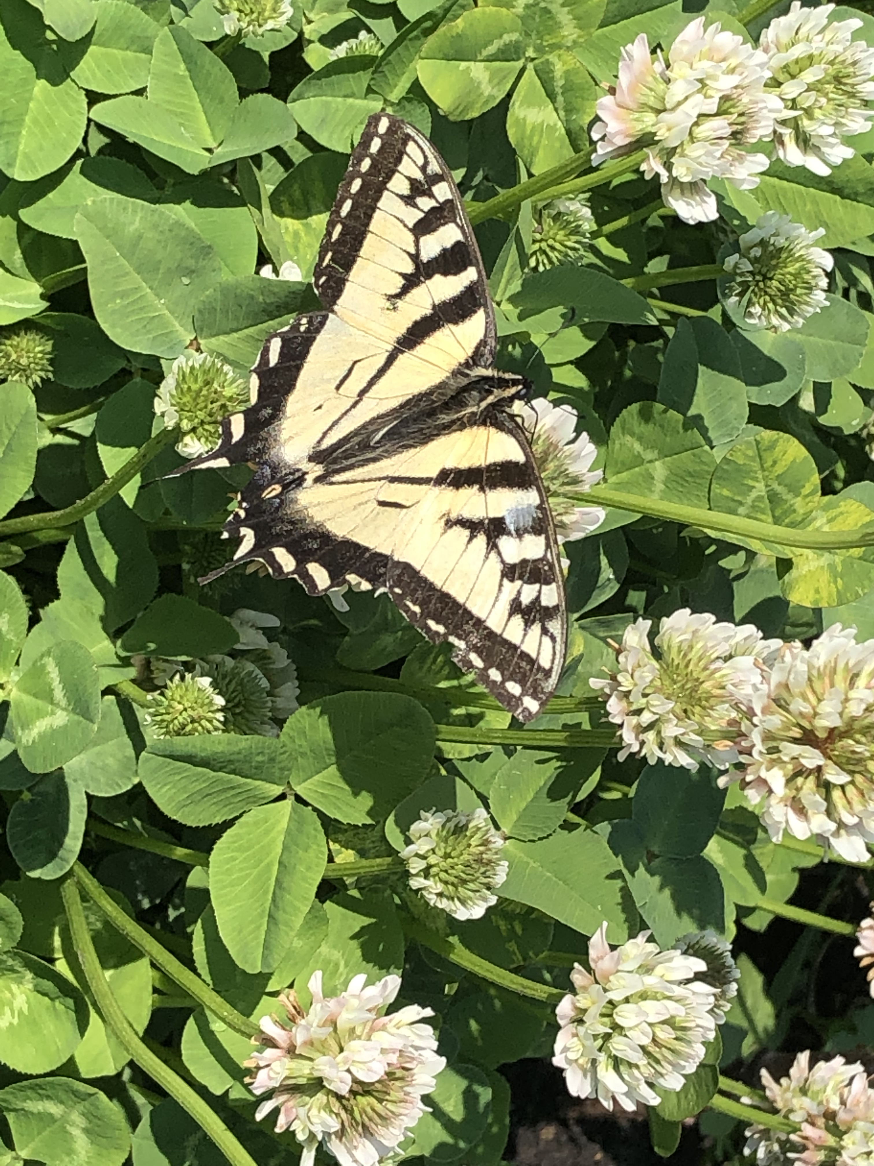 A butterfly in a cover crop of clover being used as soil armour.
