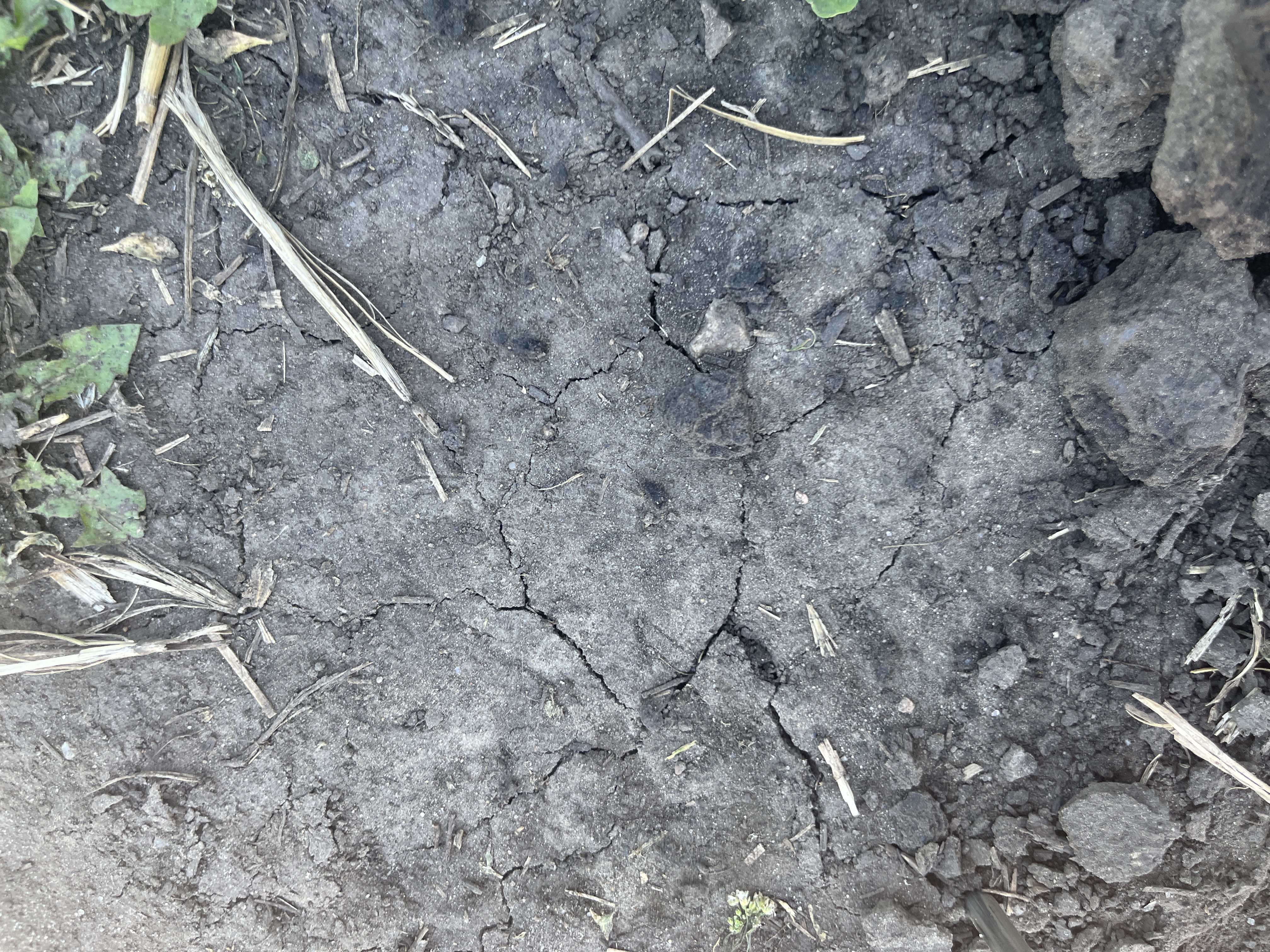 Compacted soil forms a soil crust that cracks in heat.