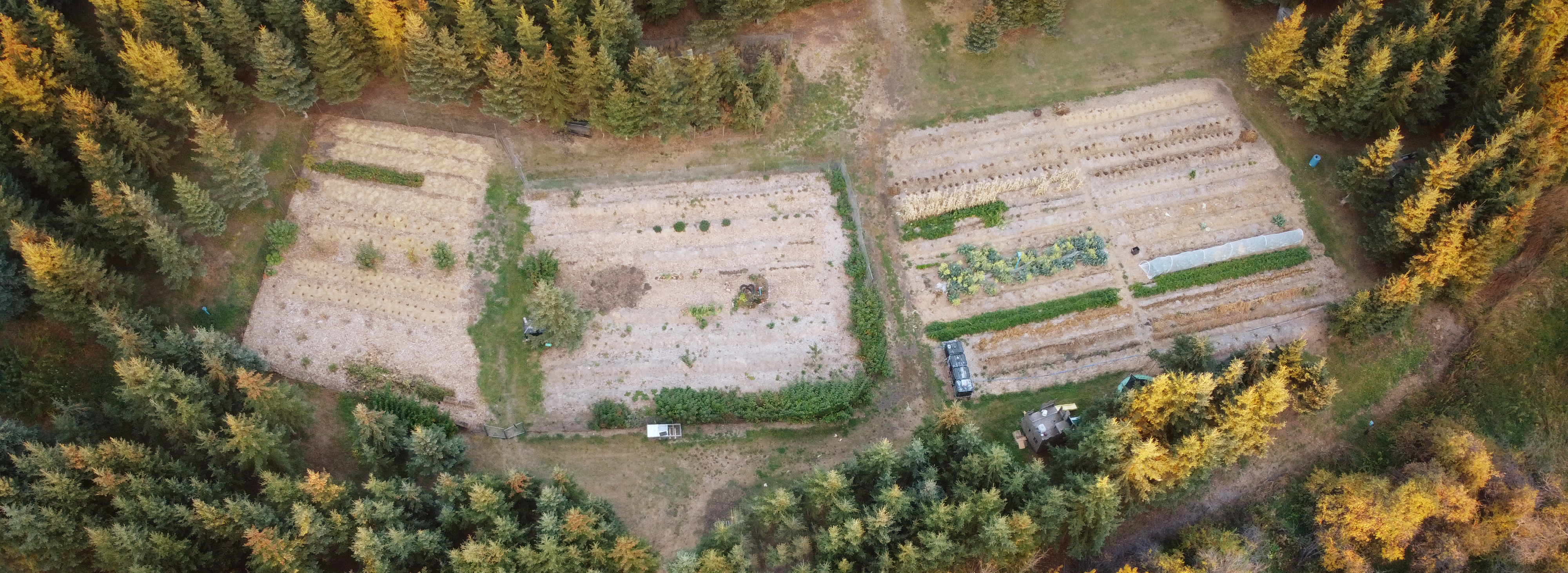 This is a drone shot, taken in the fall, of the garden pictured above. It is entirely surrounded by pine trees but the gardener doesn't need supplemental water. No till is a game changer!