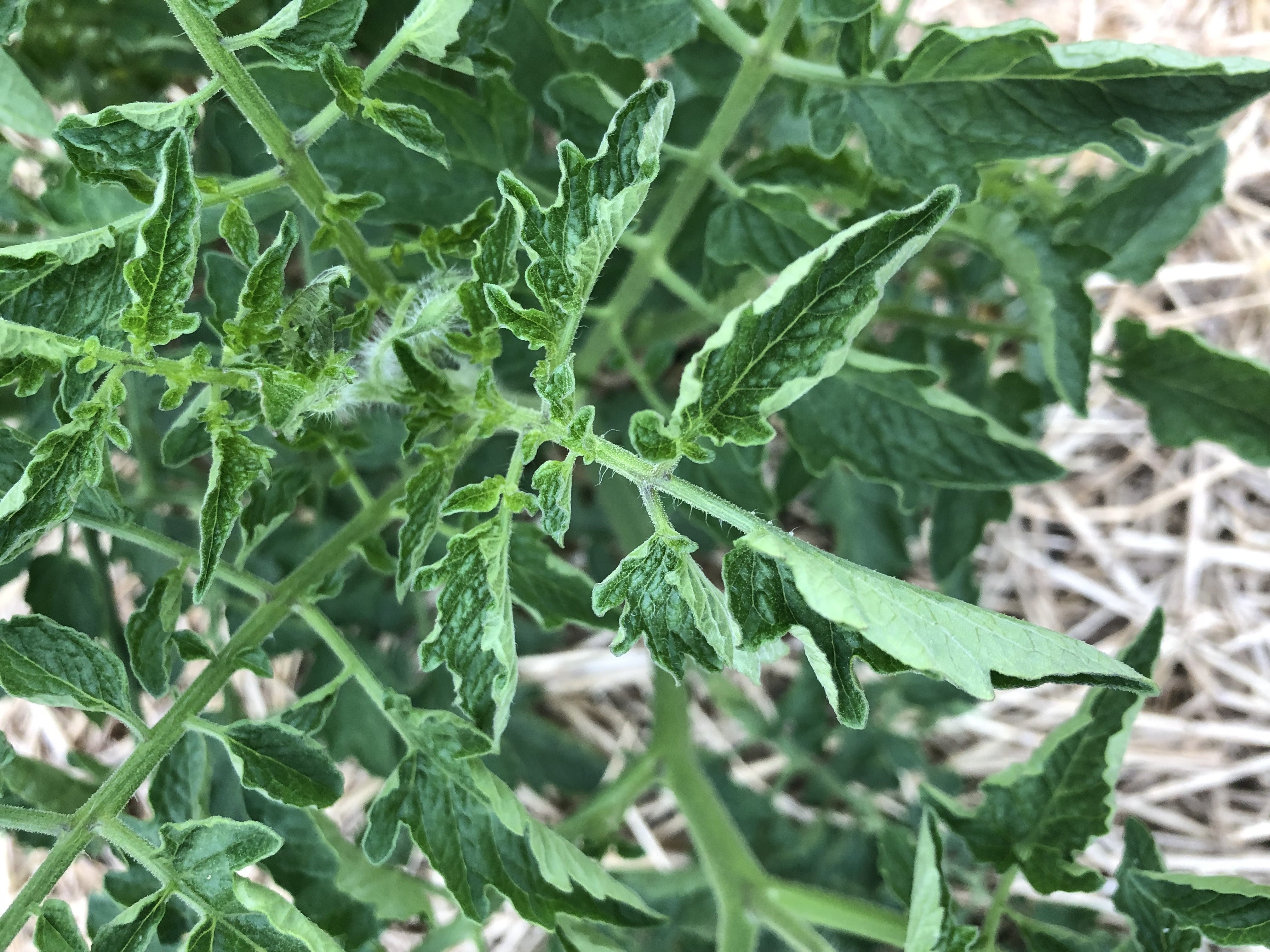 Earthworms - Gardening at USask - College of Agriculture and Bioresources