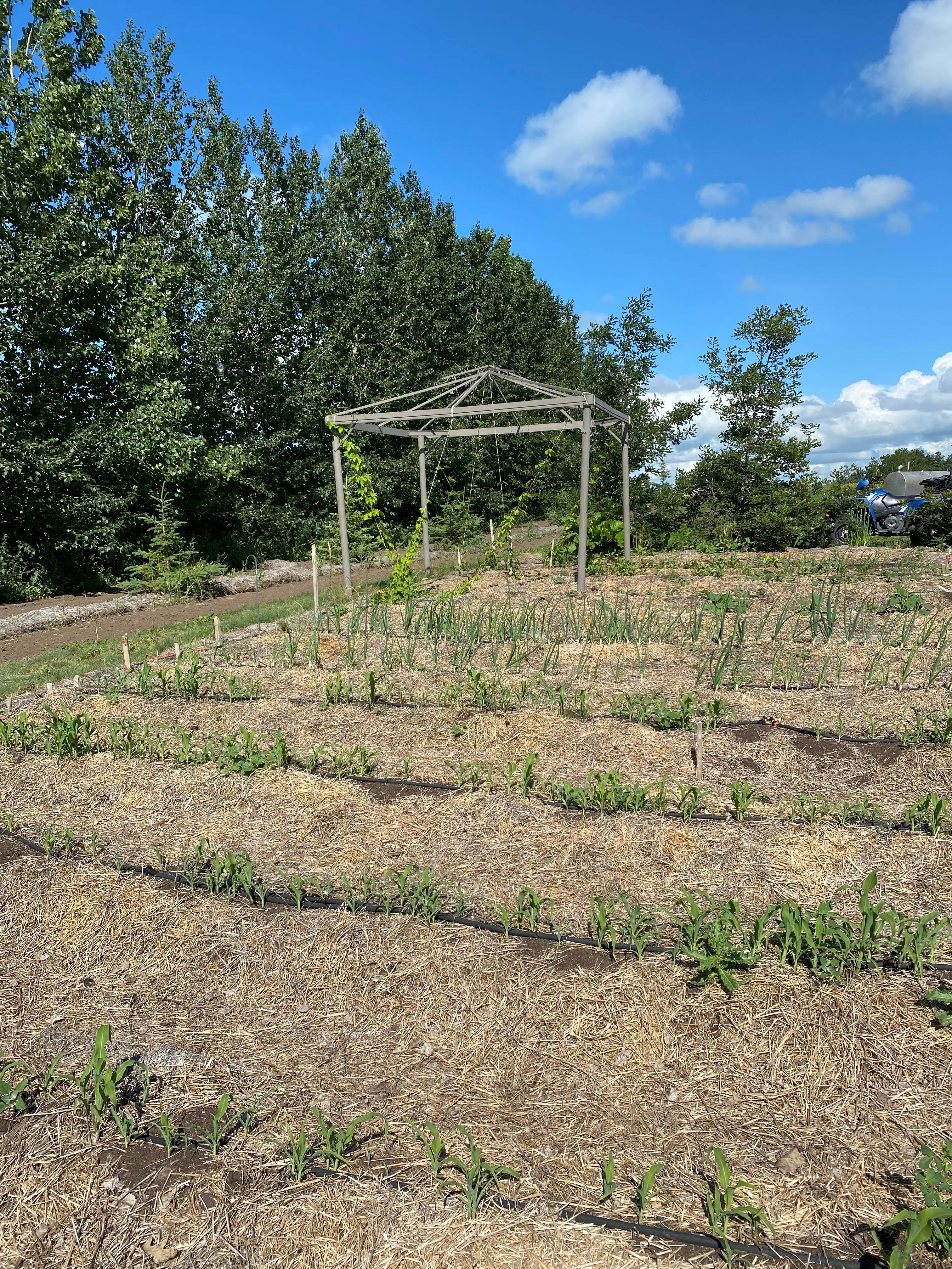 Joni Marion's large rural no till garden near Aborfield, SK (zone 3a).