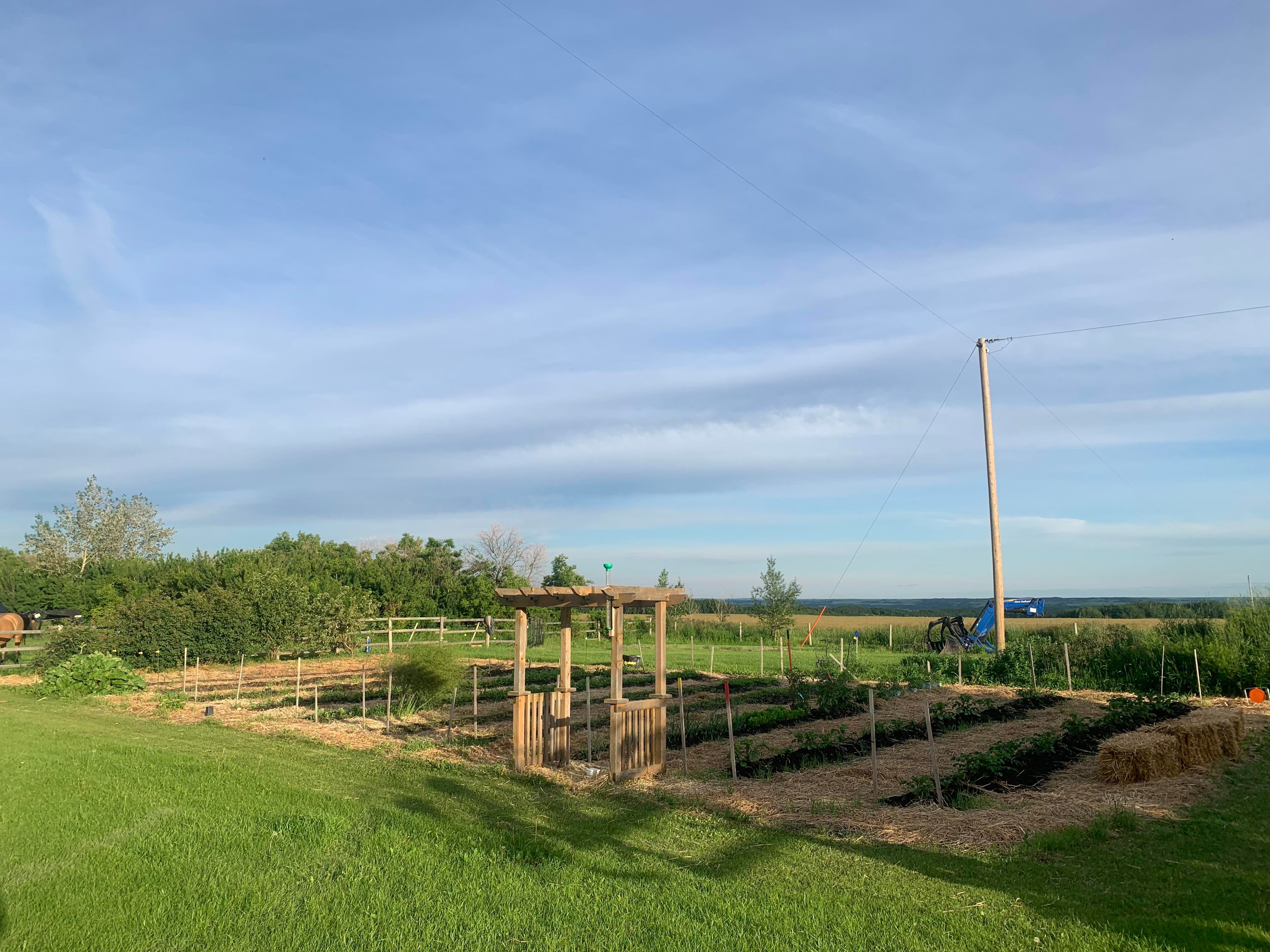 Melissa Weitzel's large rural no till garden.