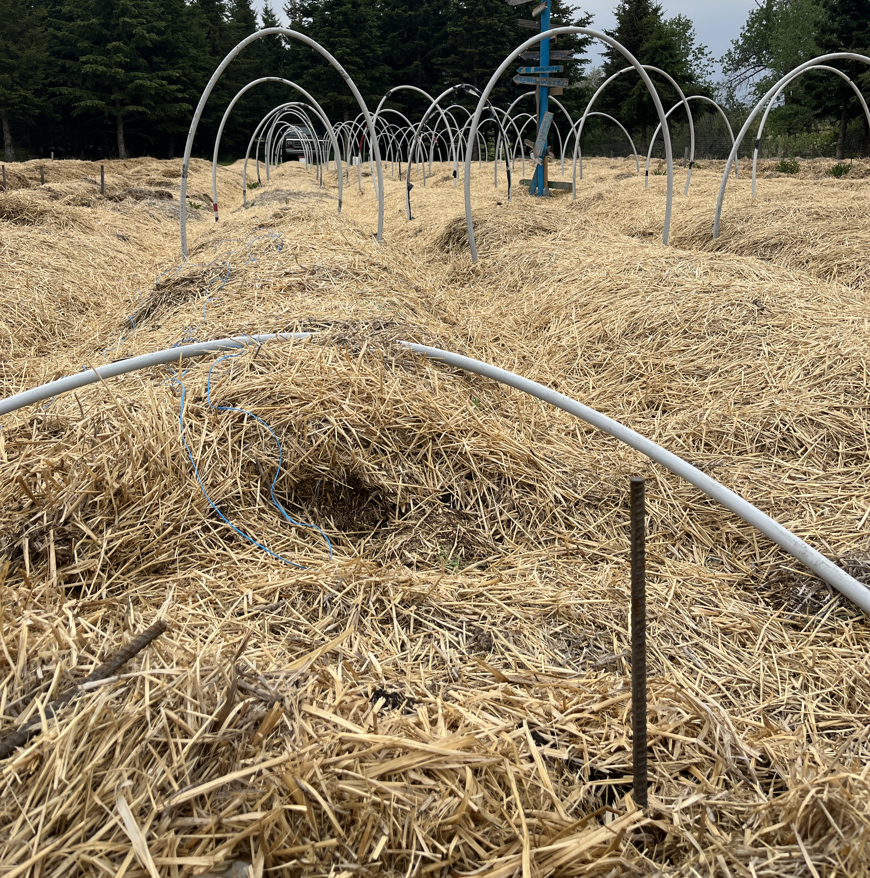 no-till-low-tunnels1.jpg