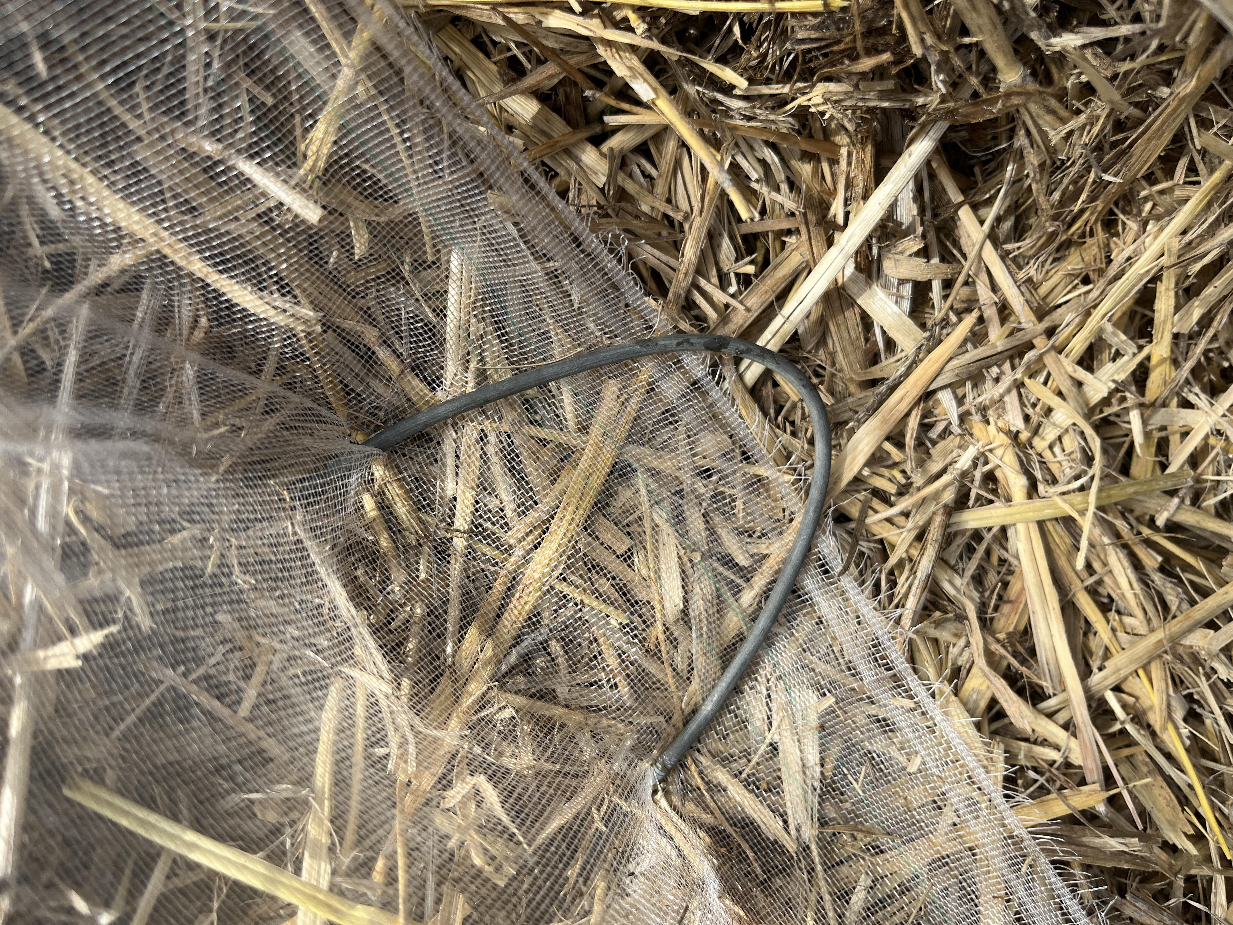 no-till-low-tunnels12.jpg