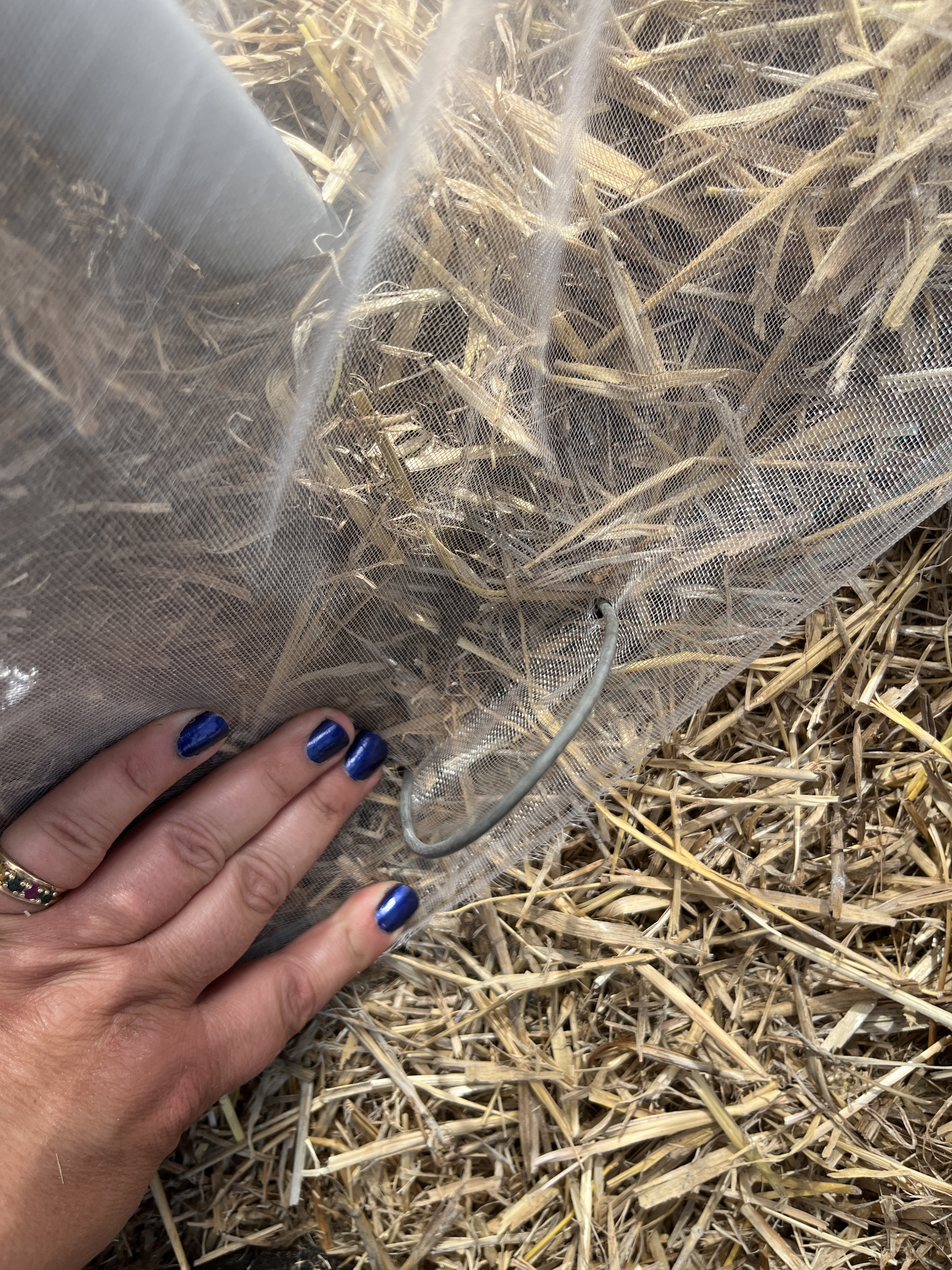 no-till-low-tunnels13.jpg