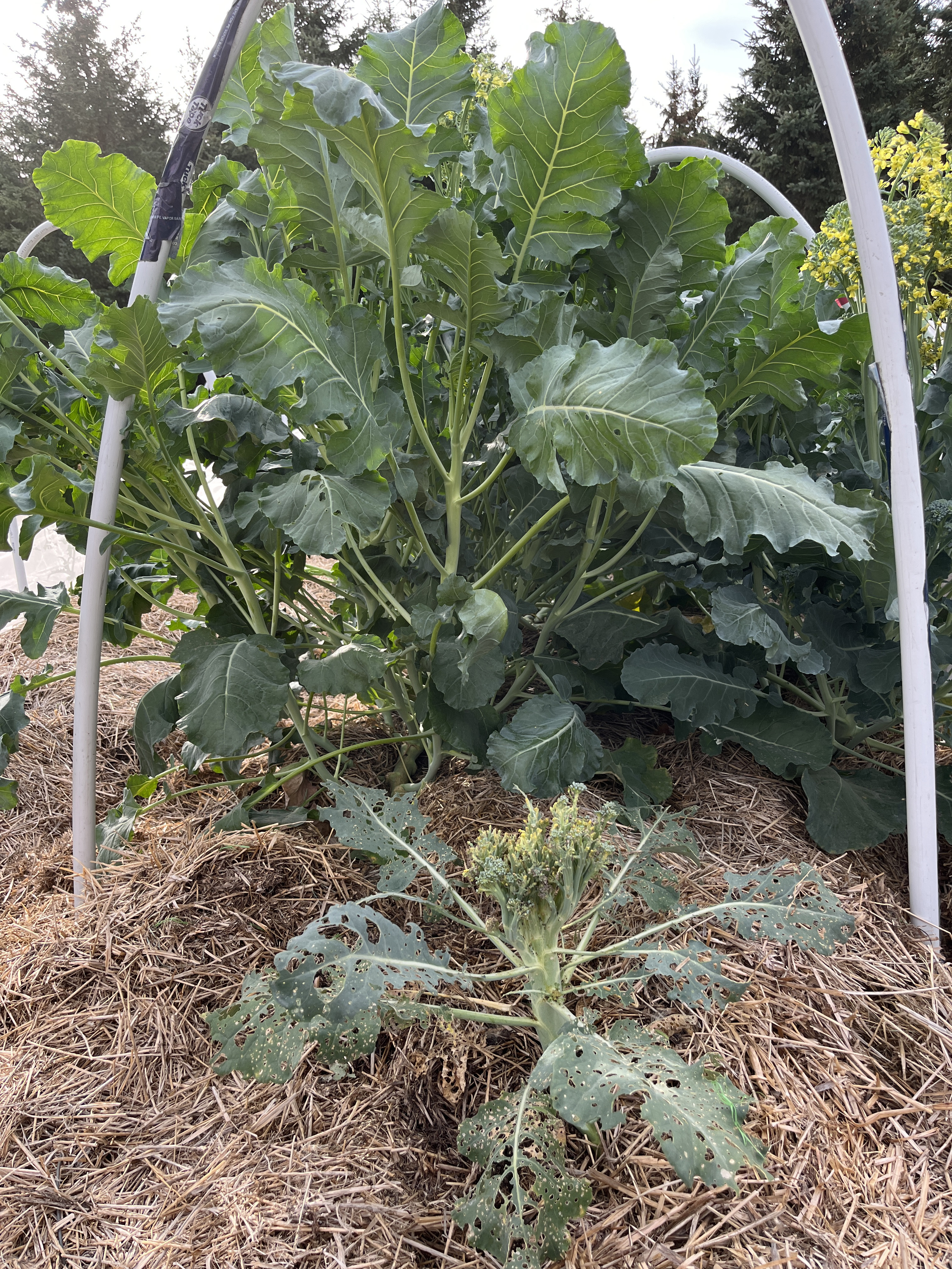 Broccoli grown outside of a low tunnel.