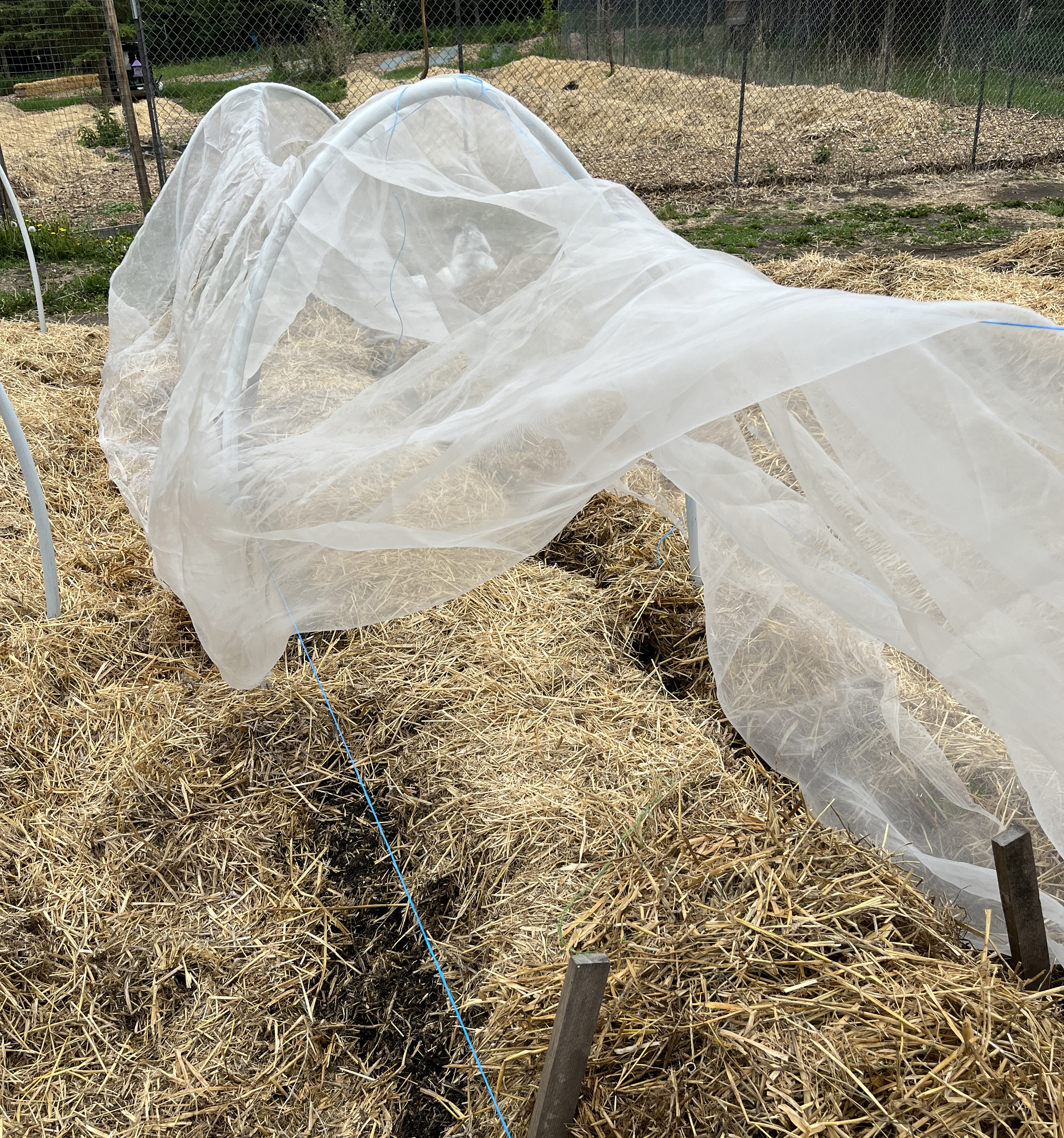 no-till-low-tunnels15.jpg