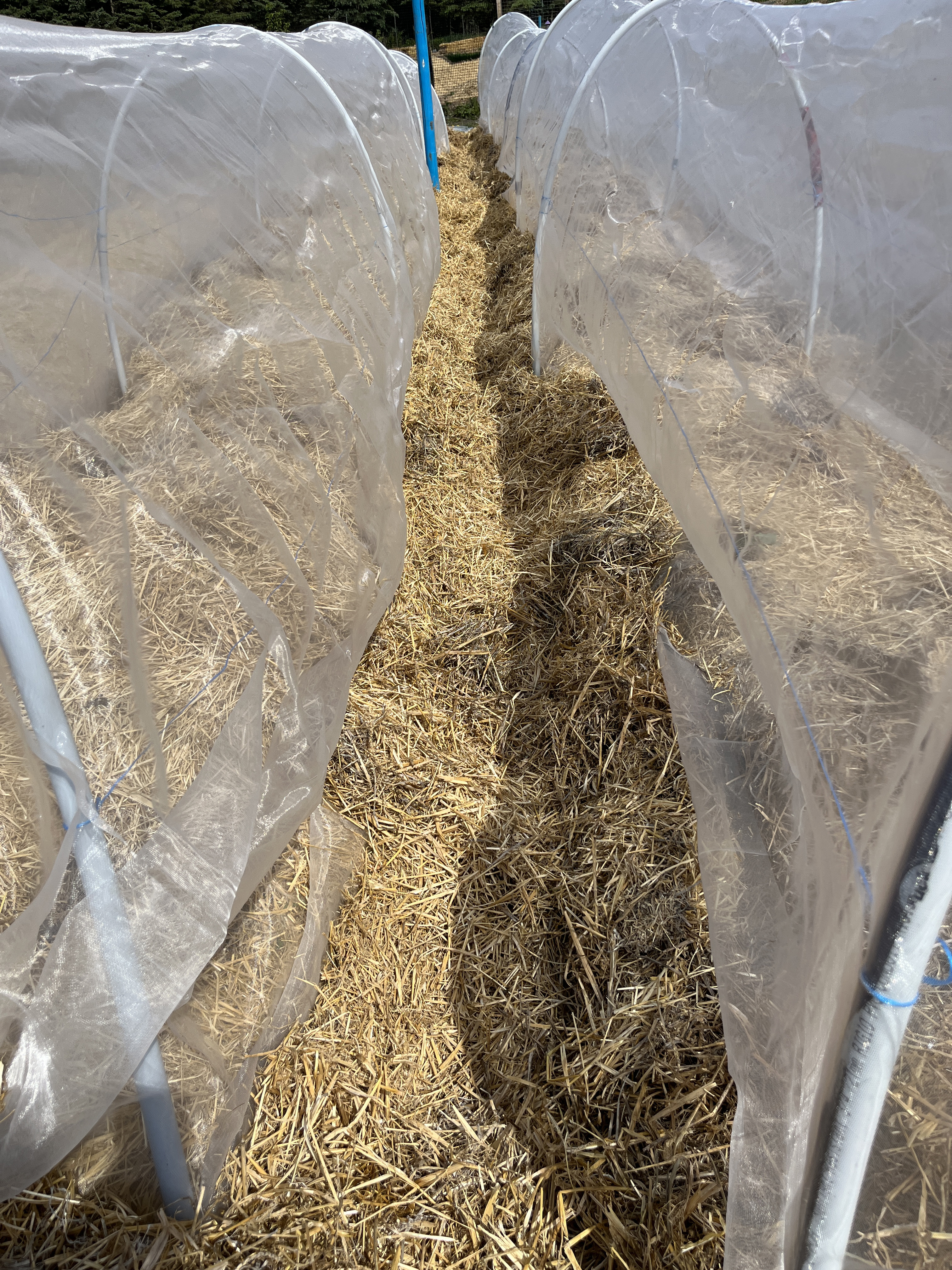 no-till-low-tunnels4.jpg