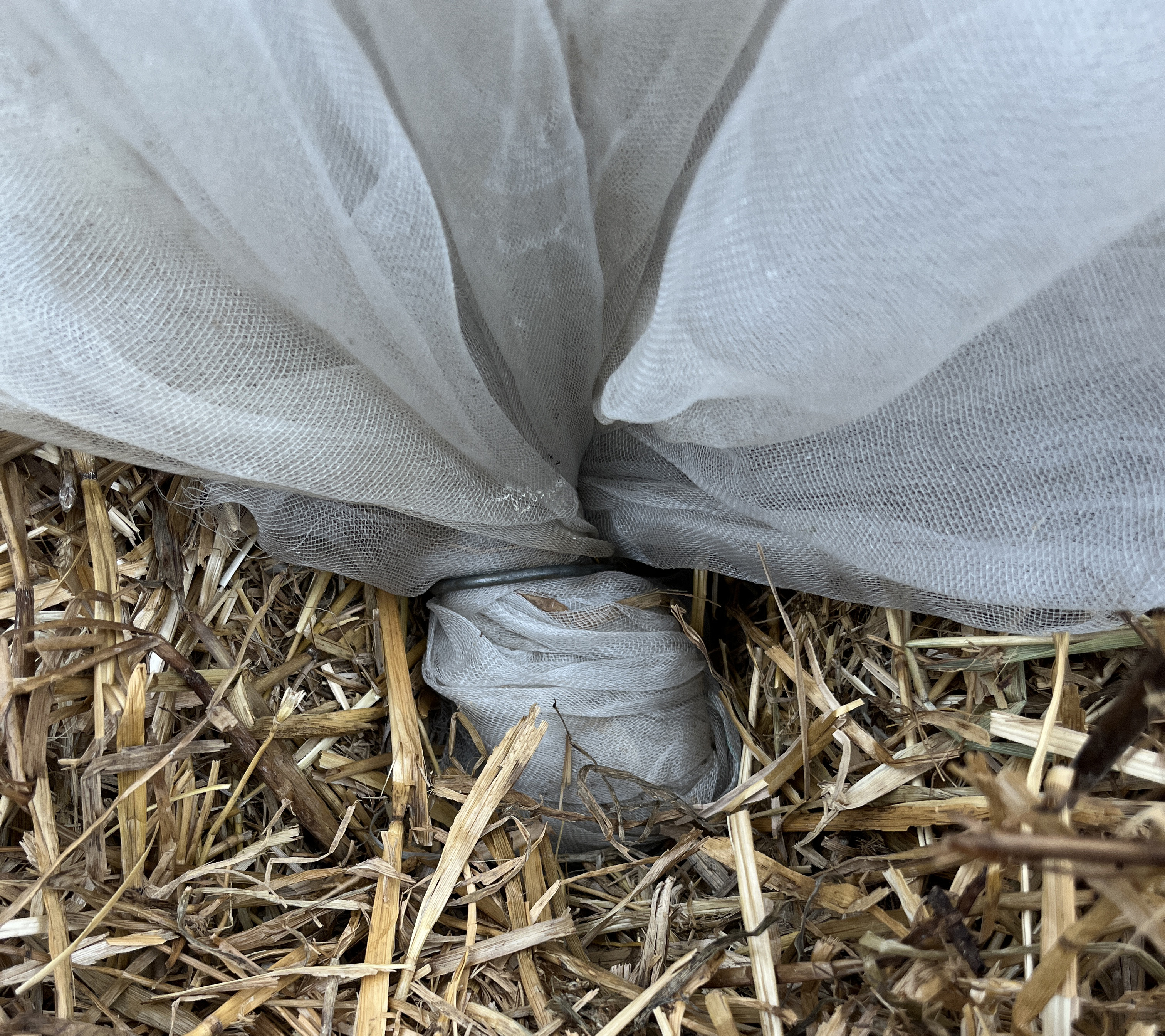 no-till-low-tunnels5.jpg