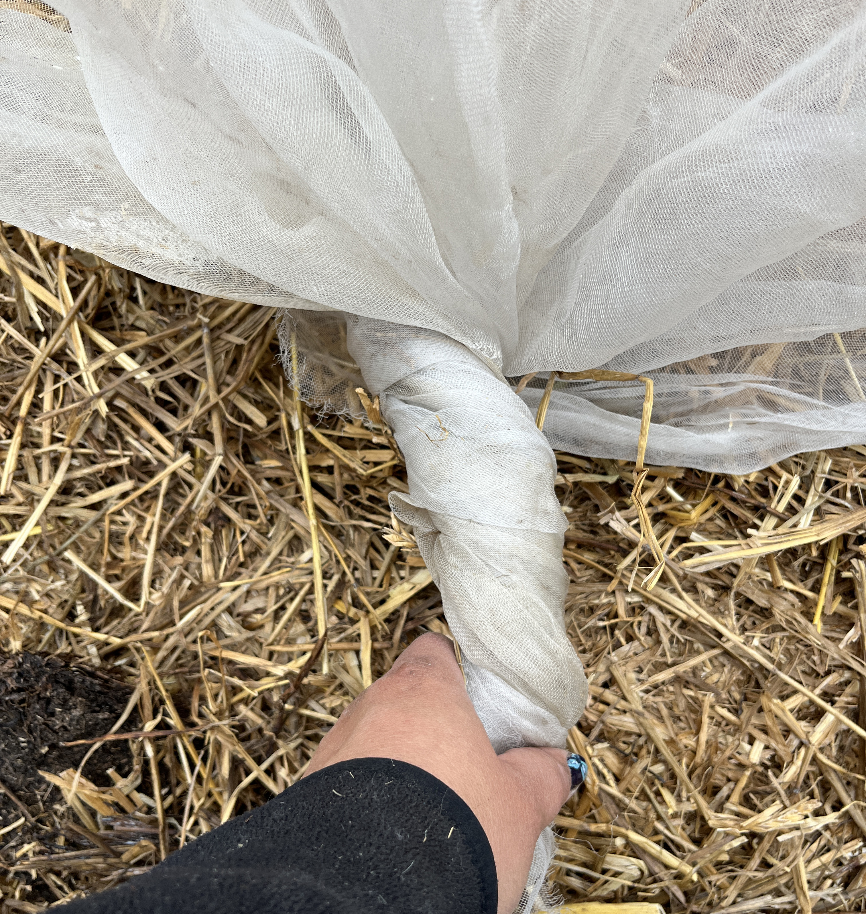 no-till-low-tunnels7.jpg