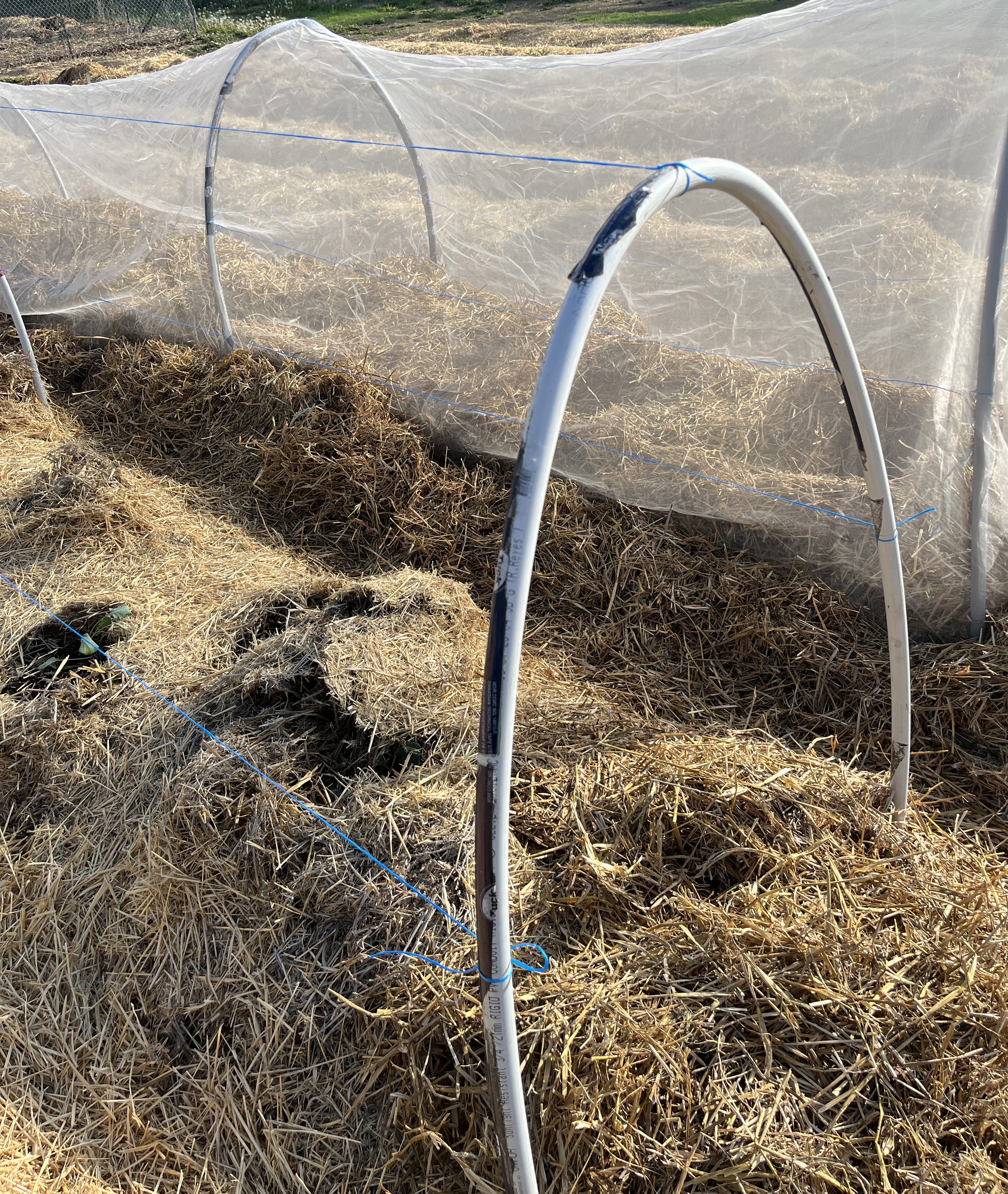 no-till-low-tunnels9.jpg