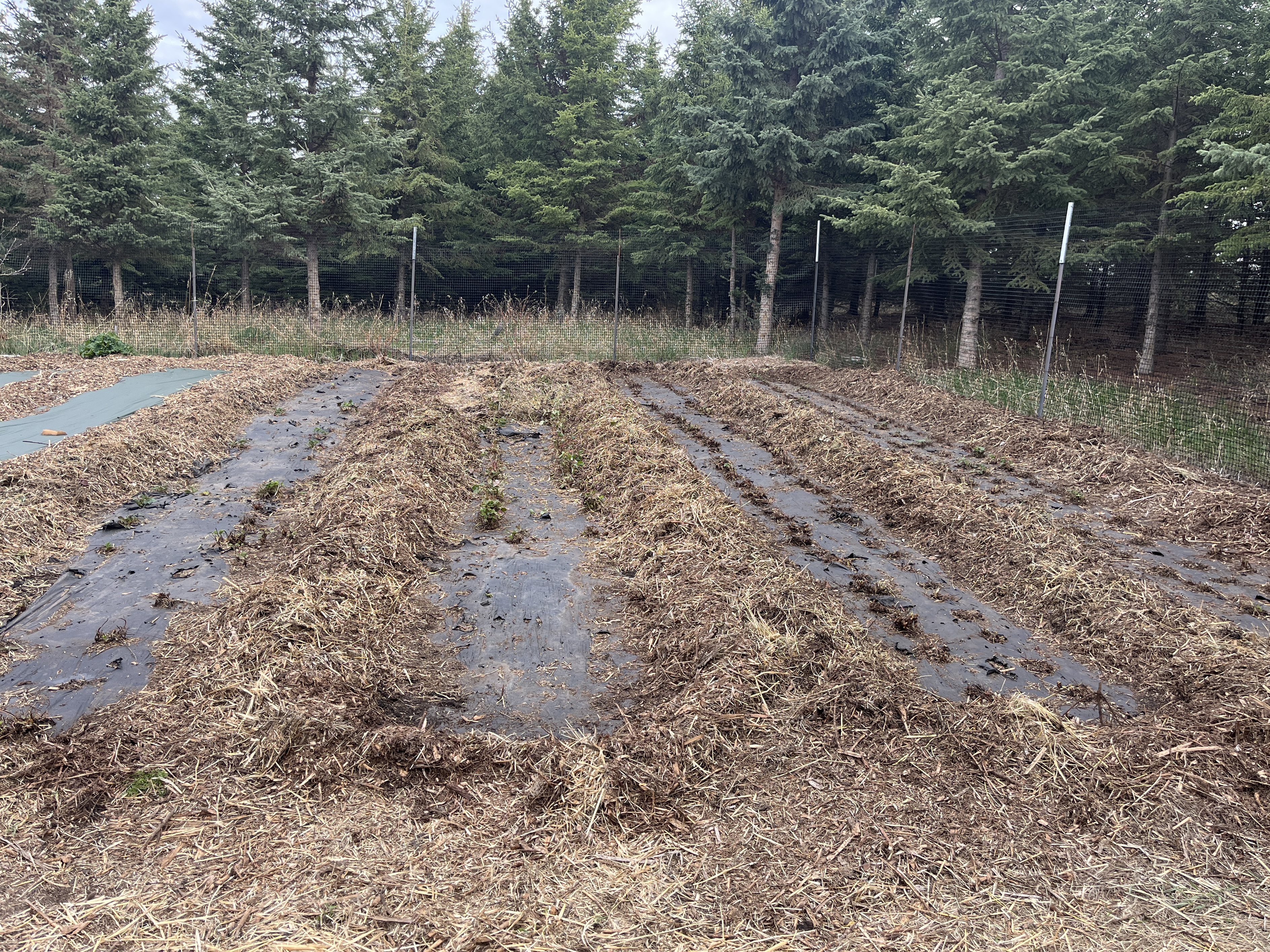 Earthworms - Gardening at USask - College of Agriculture and Bioresources