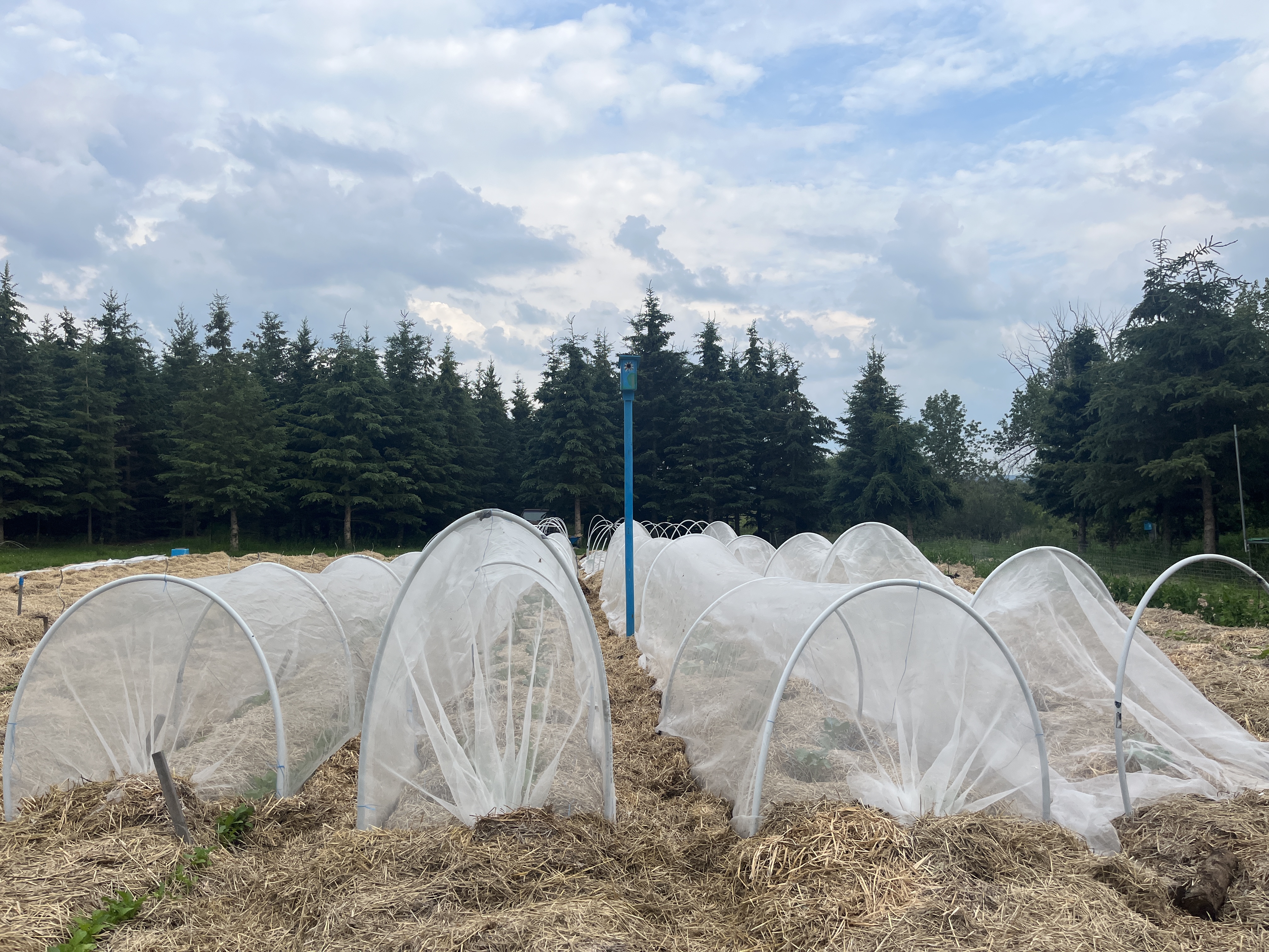 Row coverings in no till gardening - Gardening at USask - College of  Agriculture and Bioresources