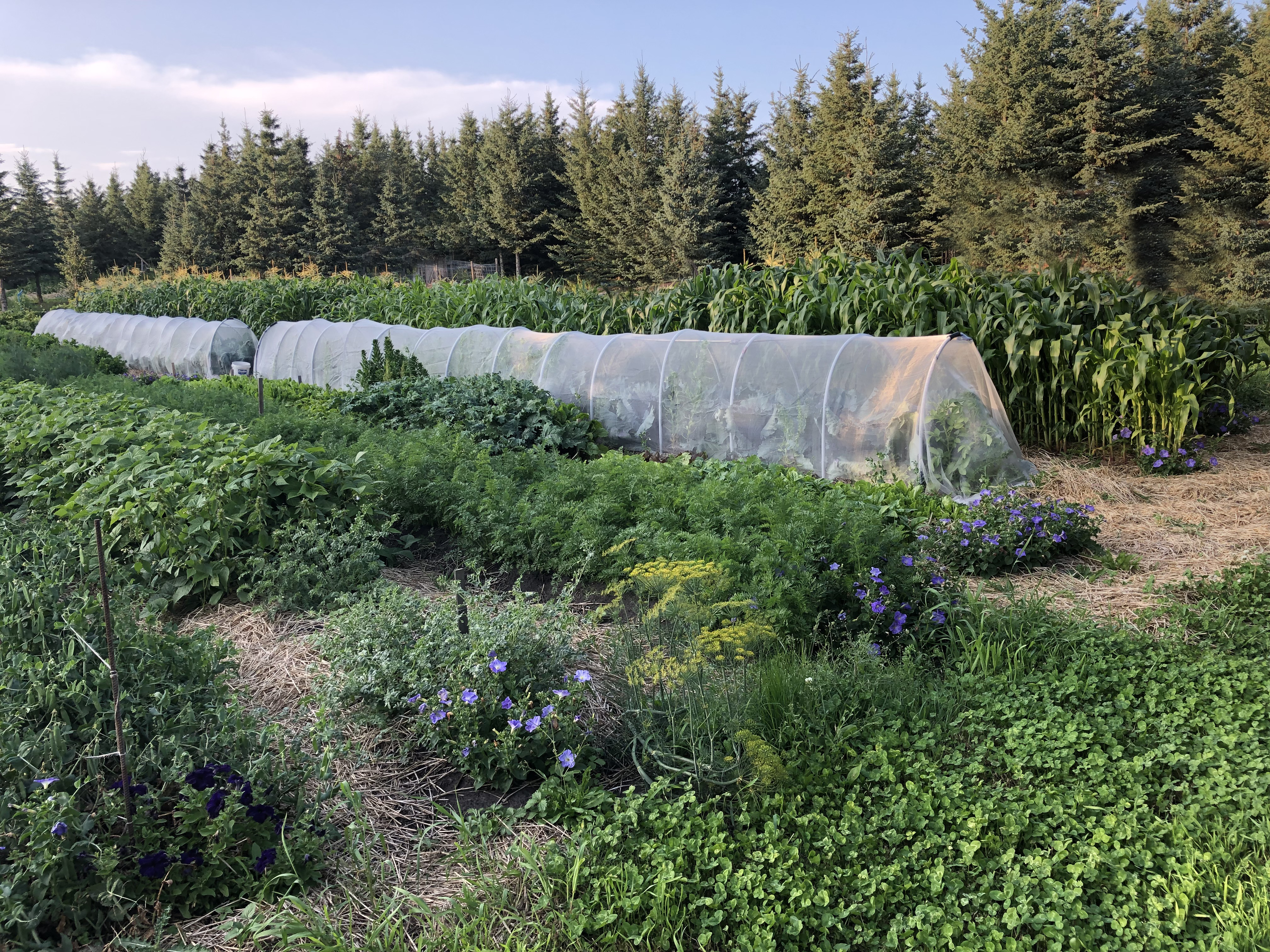 https://gardening.usask.ca/images/notill/no-till-vegetable-garden.jpg