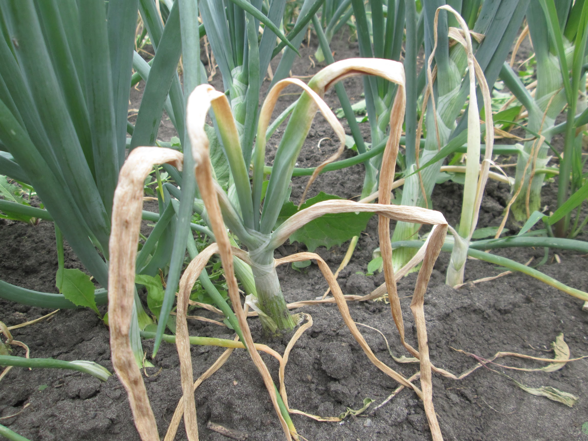 Early symptoms of basal rot are tip dieback and yellowing of leaves