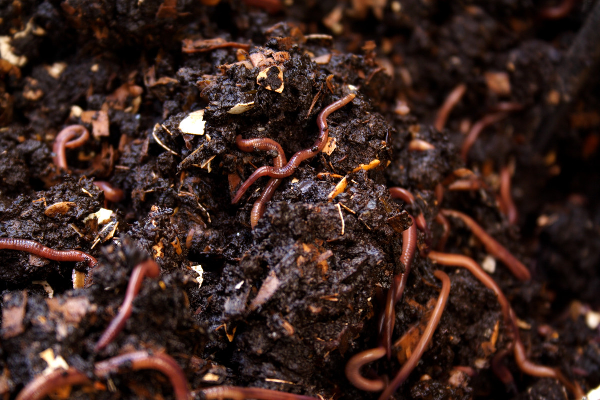 How Many Composting Worms Needed to Start a Worm Bin!