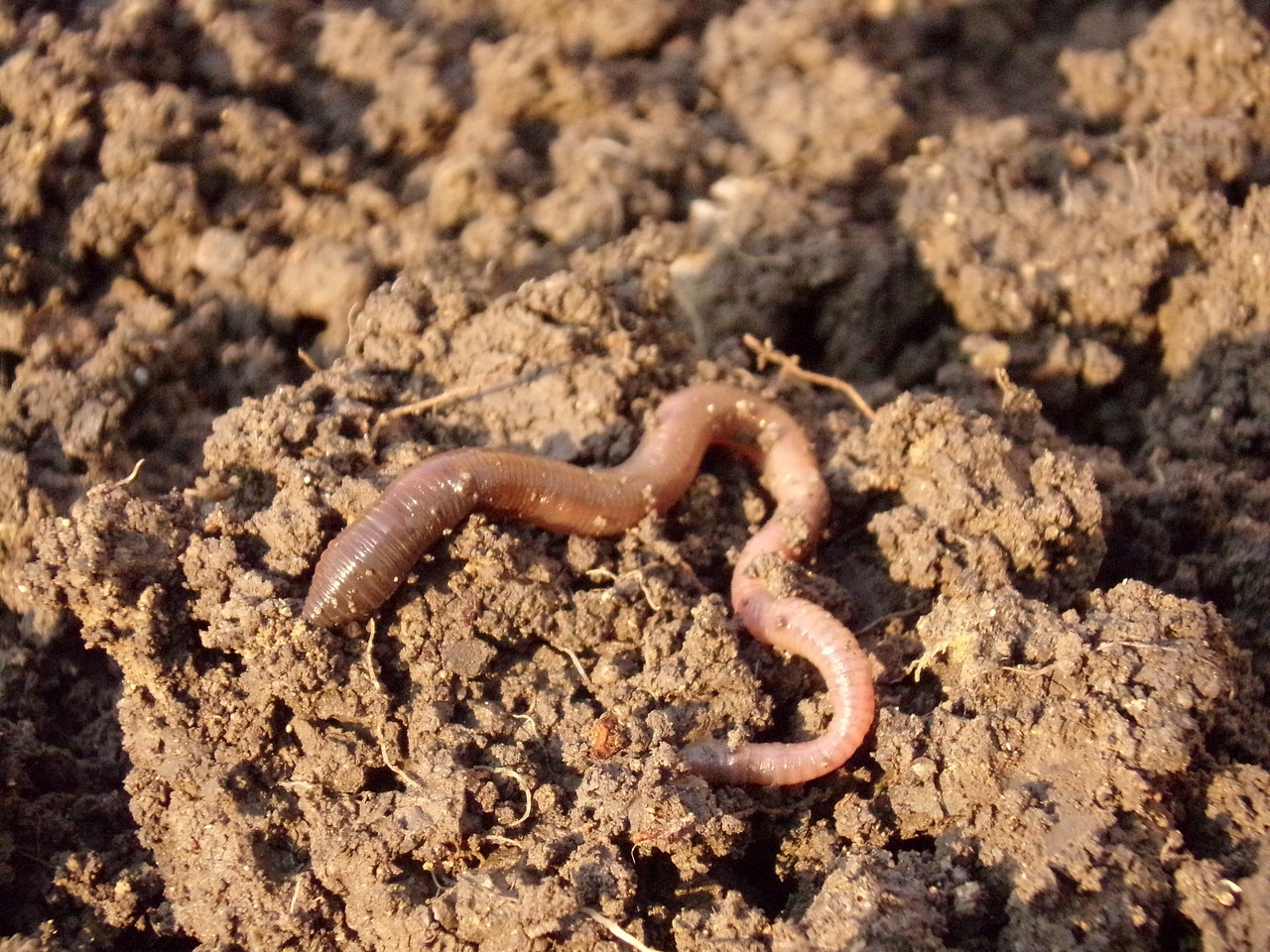 Earthworms - Gardening at USask - College of Agriculture and Bioresources