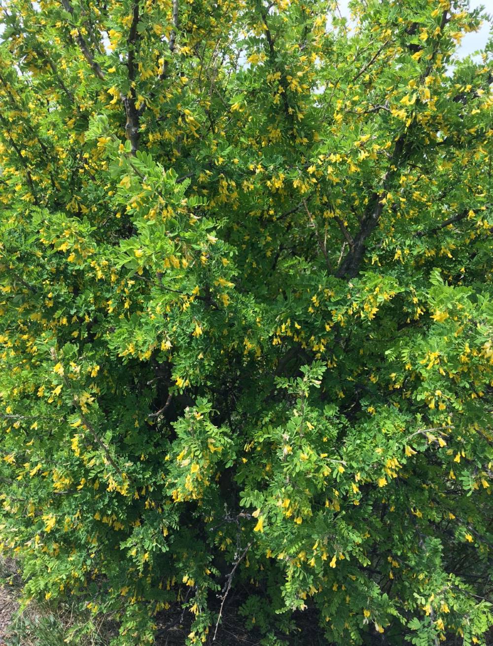 Bush with small leaves and many small yellow flowers