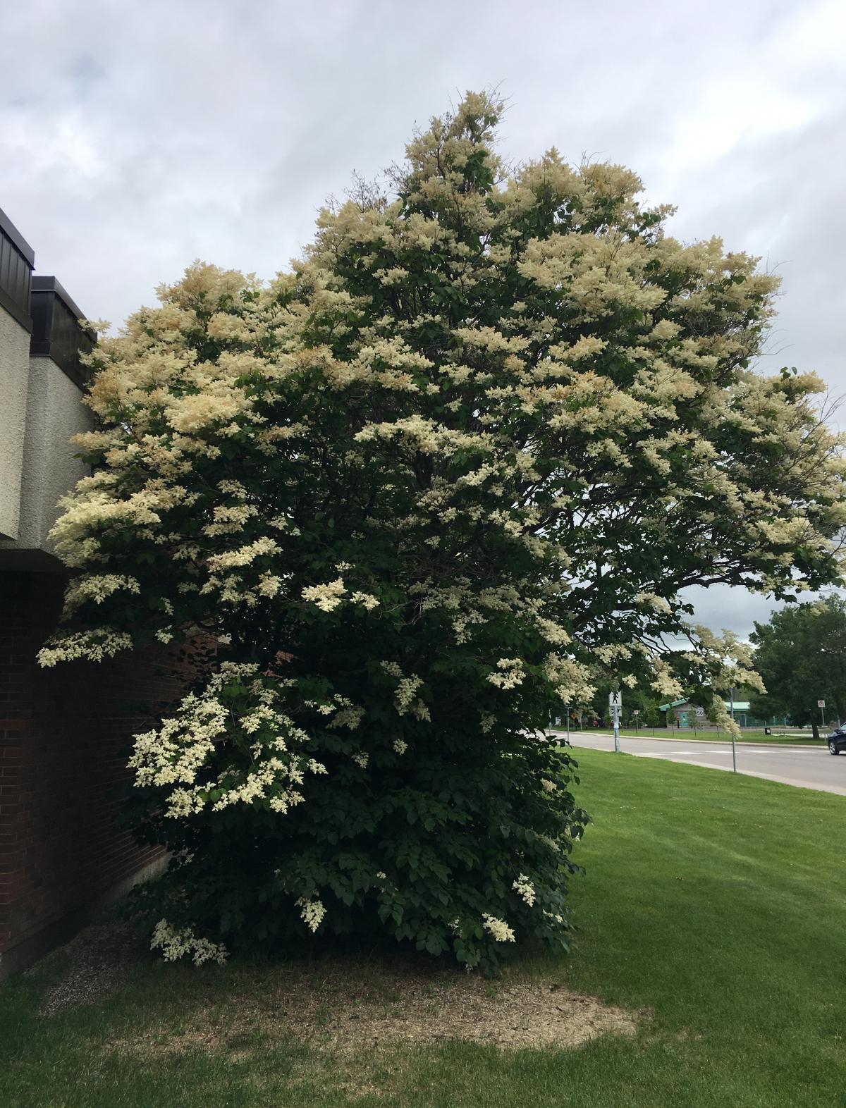 A bushy tree with many clusters of small white flowers