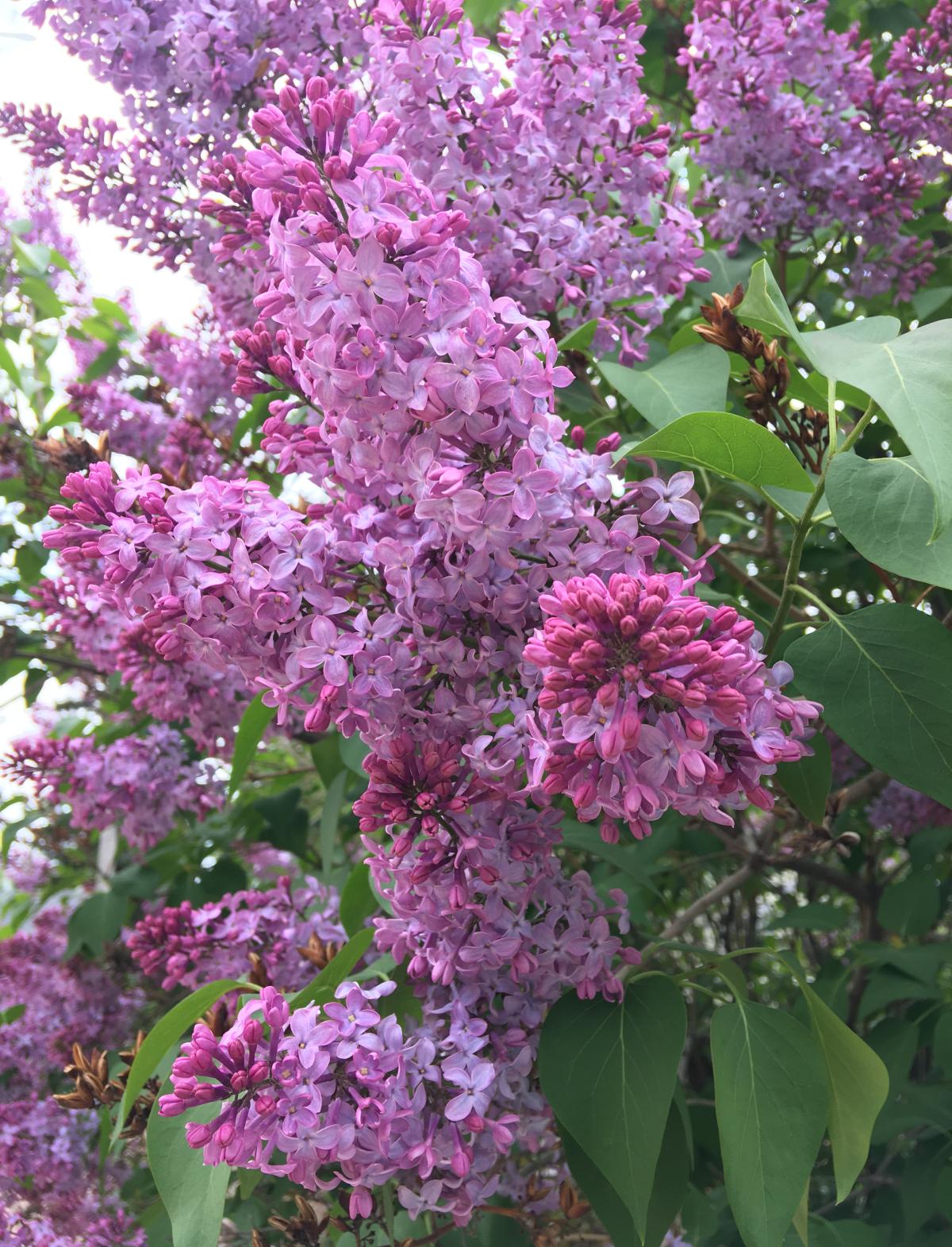 Densely packed bunches of small pink flowers on a bush with hearth shaped leaves