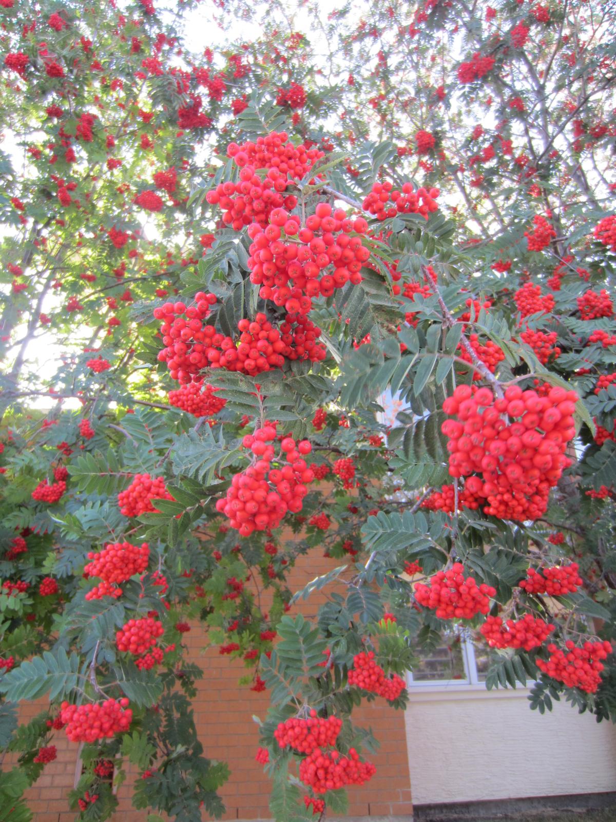 Tree with large leaves made up of small leaflets as well as large bunches of vibrant red berries