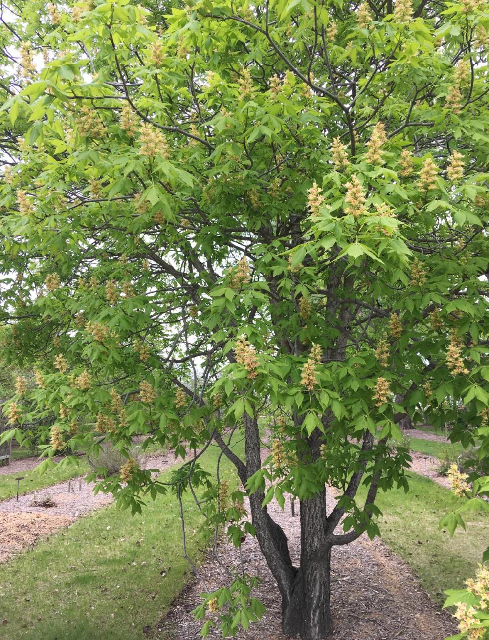 Tree with columnar clusters of yellowish-white small flowers.