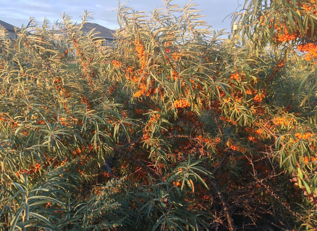 Bush with slender slivery-green leaves with larges clusters of dark orange berries