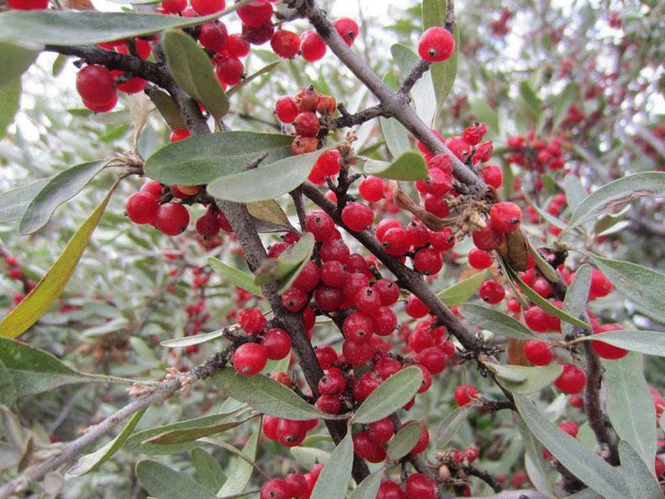 Close-up of thin branches with small, silvery green oval leaves and dense clusters of small red berries