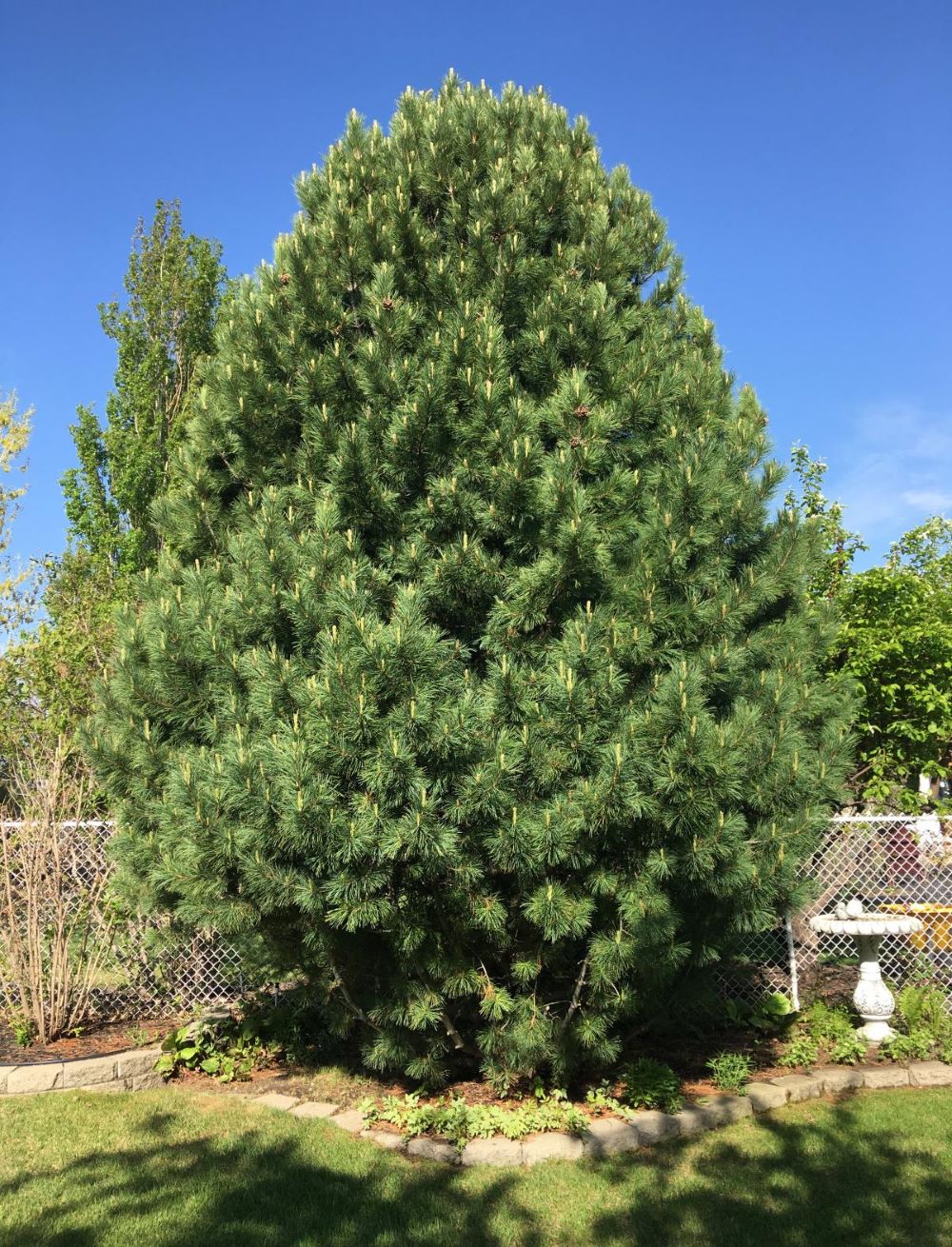 Conifer that has long needles and has been pruned into a large egg-shaped bush