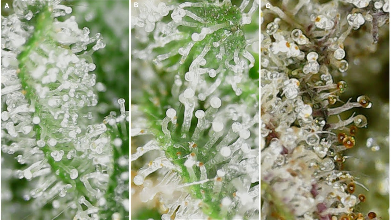 Close up of cannabis resin glands.