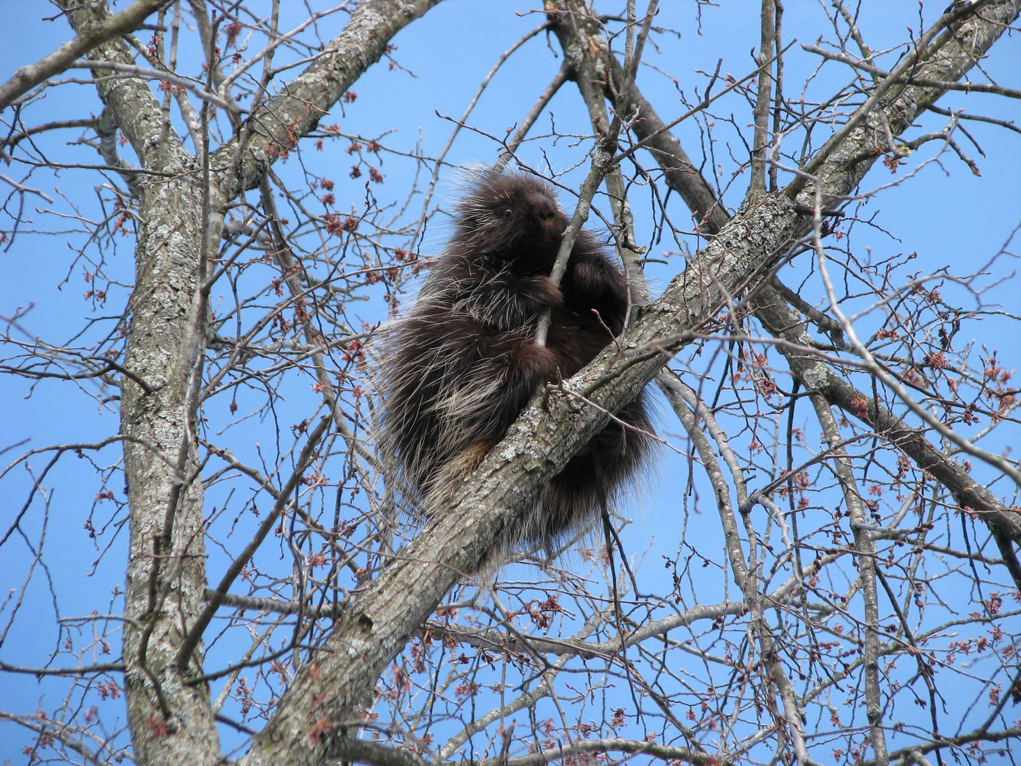 what animals eat trees: surprising tree-munching creatures