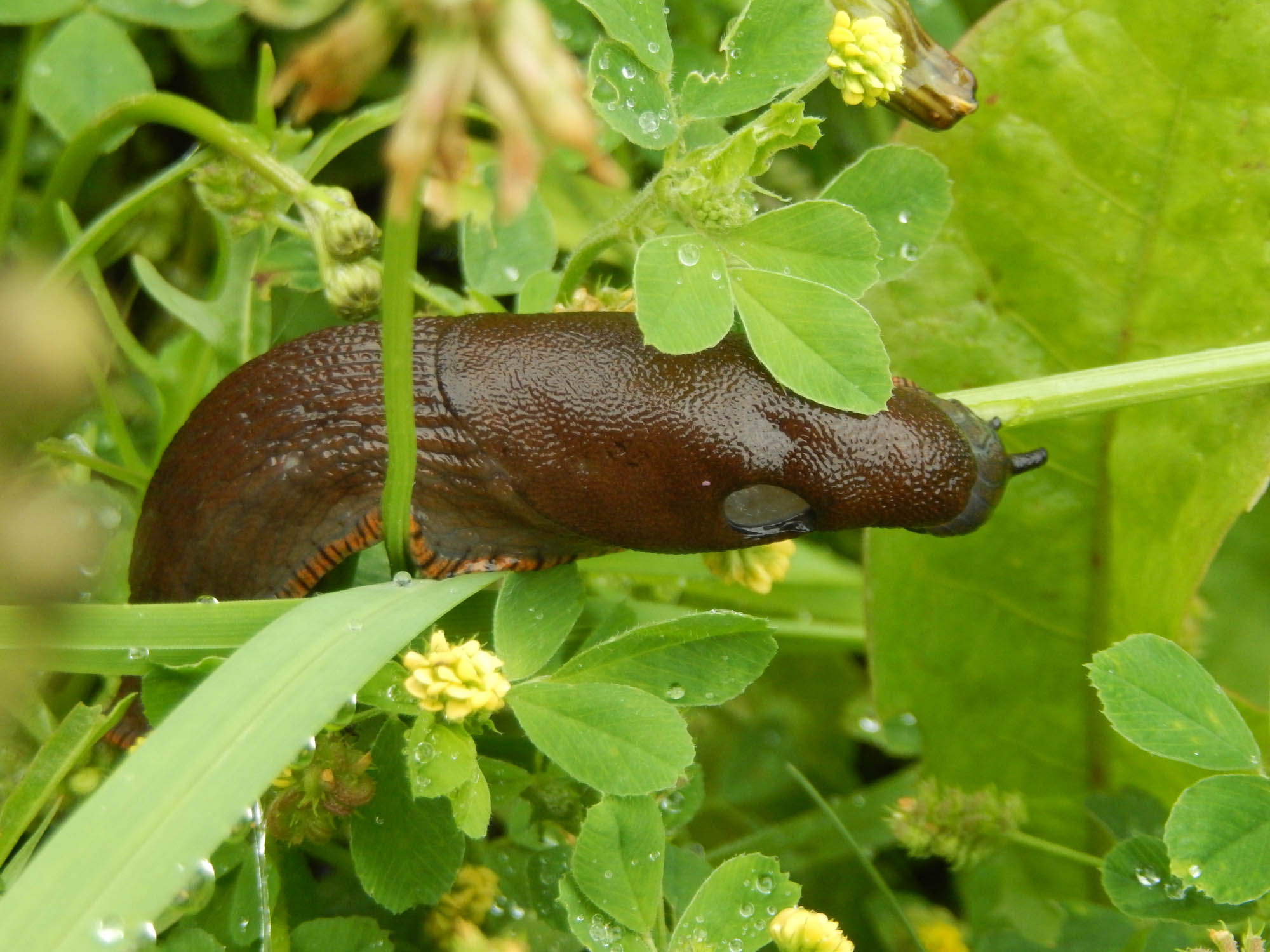 Earthworms - Gardening at USask - College of Agriculture and Bioresources